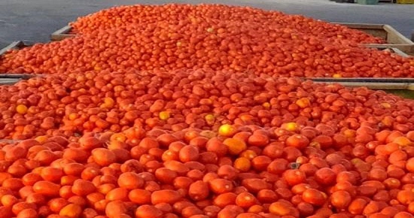 UPA-UCE denuncia a varias industrias tomateras por pagar precios debajo de costes
