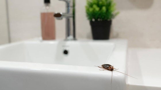Las zonas 7 y 8 de Miajadas son sometidas a desinsectación de cucarachas