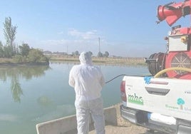 El Ayuntamiento destina 40.000 euros a controlar las plagas de mosquitos este verano