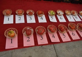 Algunos de los ejemplares presentados al Concurso del Tomate de este año 2024.