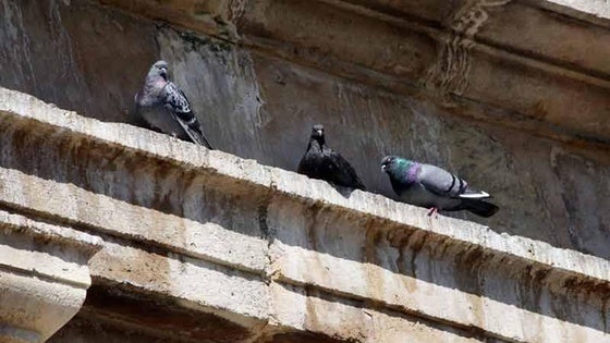 Comienza a aplicarse el plan de control de palomas en Miajadas