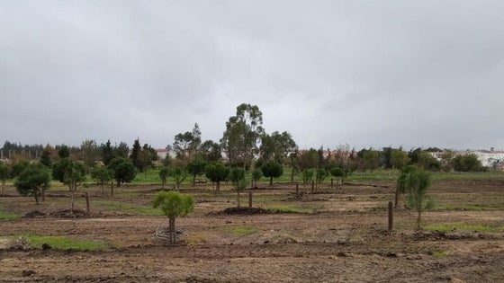 Los pequeños miajadeños nacidos en 2022 y 2023 tendrán su propio árbol que crecerá con ellos