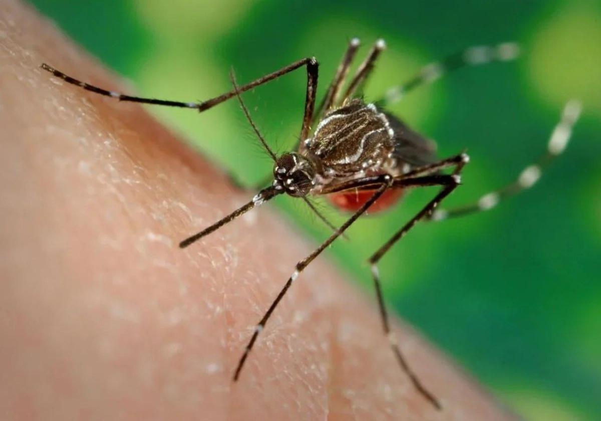 Continúan los trabajos de prevención y control de plagas de mosquitos