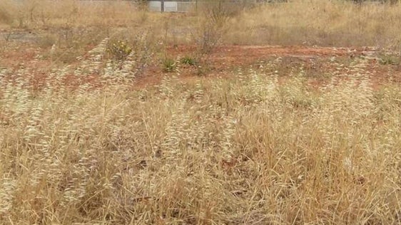 Los propietarios de solares deben desbrozarlos antes del 31 de mayo