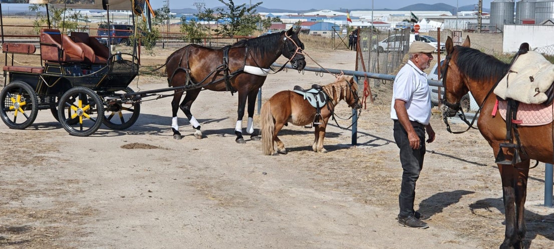 Miajadas celebra el 20º aniversario de su emblemática Concentración Ecuestre