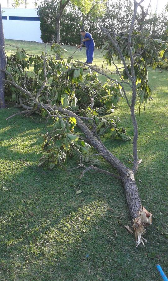 Uno de los árboles arrancados por la tormenta en la piscina. 