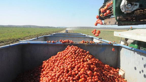 Recogida de tomates en las Vegas Altas del Guadiana en la campaña pasada. ::