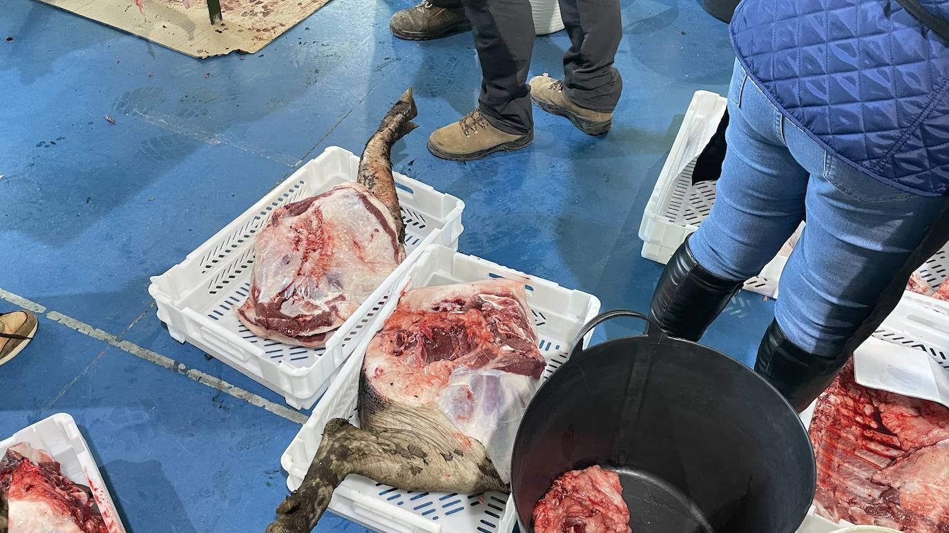 La XXII Matanza Tradicional del Cerdo Ibérico de Monesterio, en imágenes