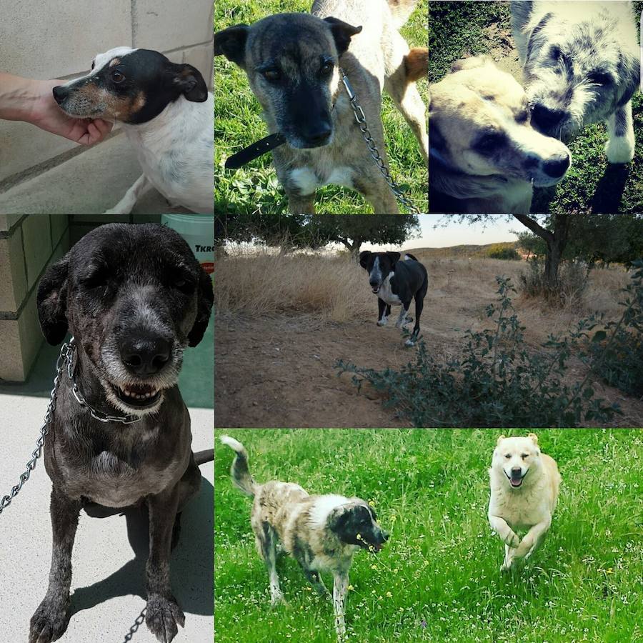Perros que están o han pasado por la Protectora 