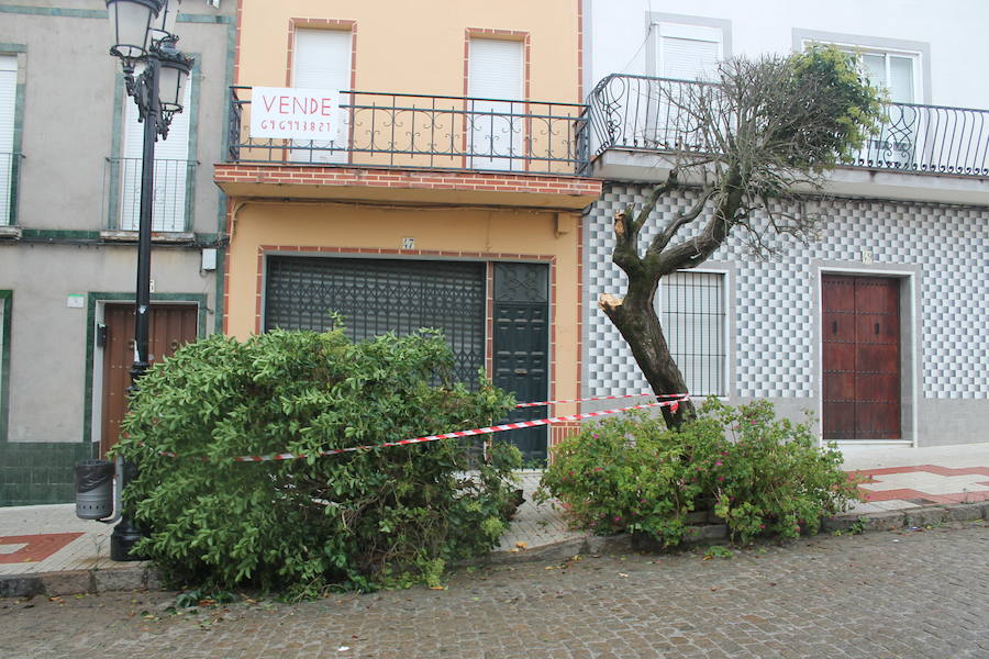 Estado del árbol 