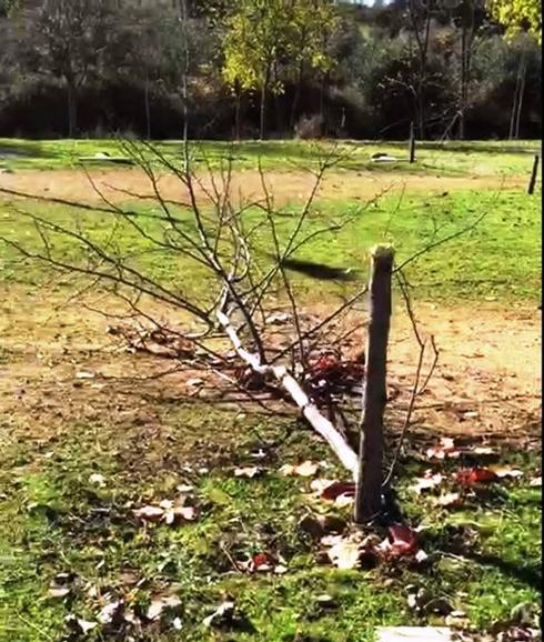 Destrozan decenas de árboles en la Pradera de San Isidro