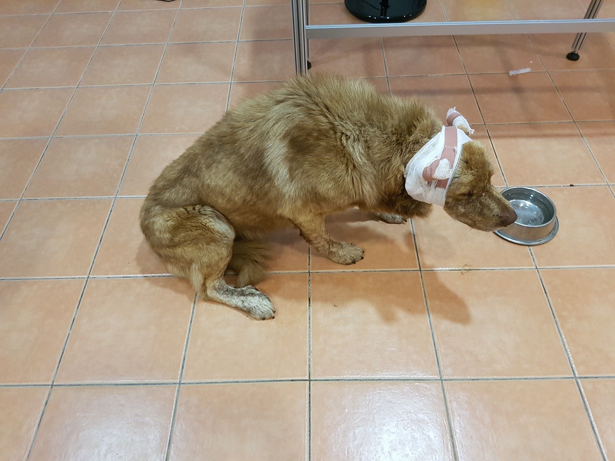 Mastín encontrado en la tarde de ayer, tras ser atendido 