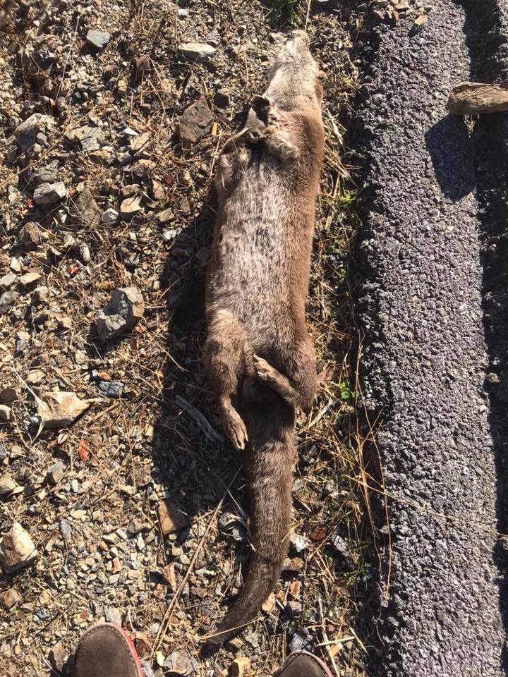 Estado en el que fue encontrado el animal 