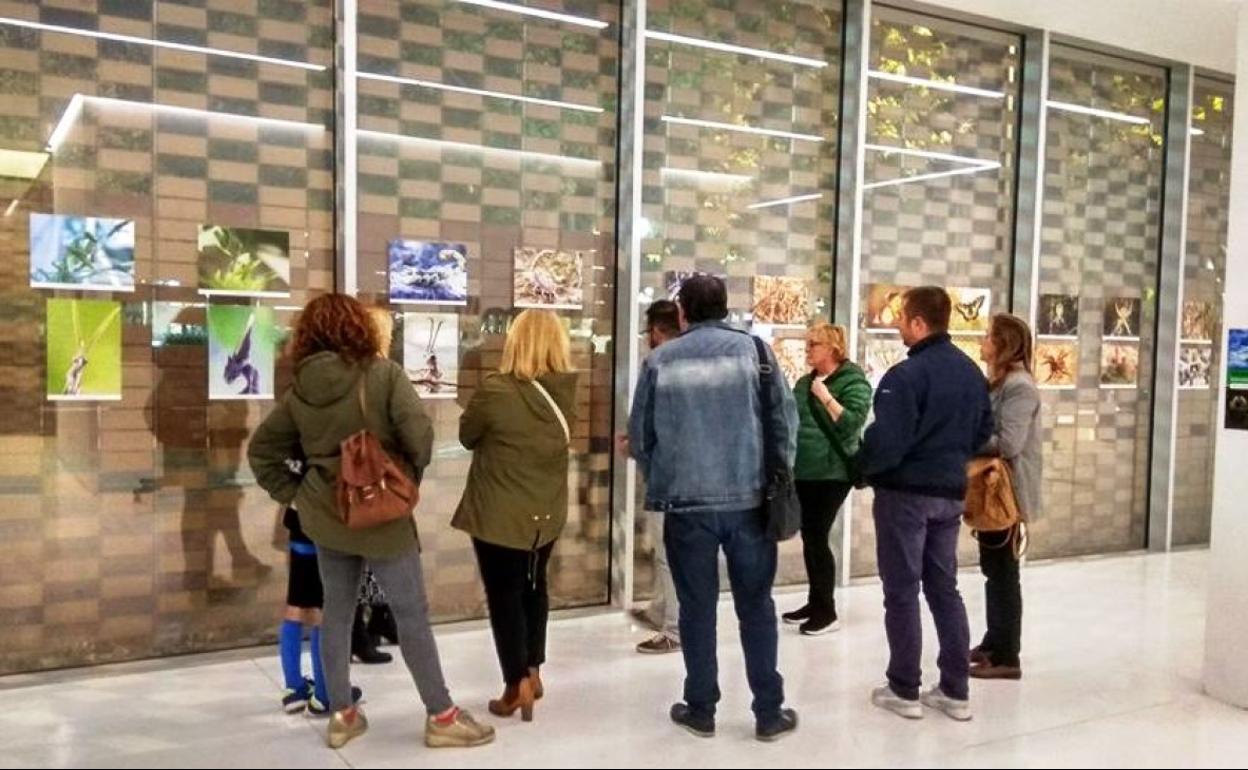 El centro cultural La Gota se llena de insectos