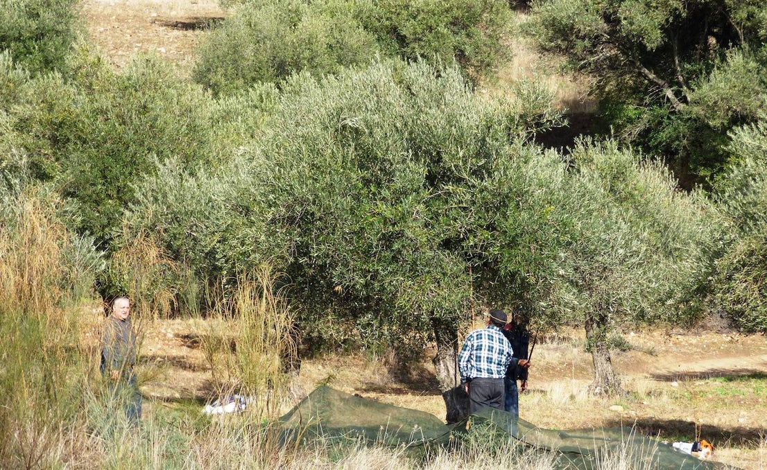 Fotos: Peraleda de San Román vive una jornada alrededor de la aceituna y el aceite de oliva
