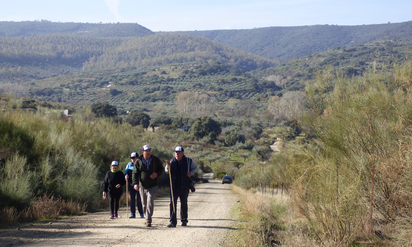 Fotos: Peraleda de San Román vive una jornada alrededor de la aceituna y el aceite de oliva