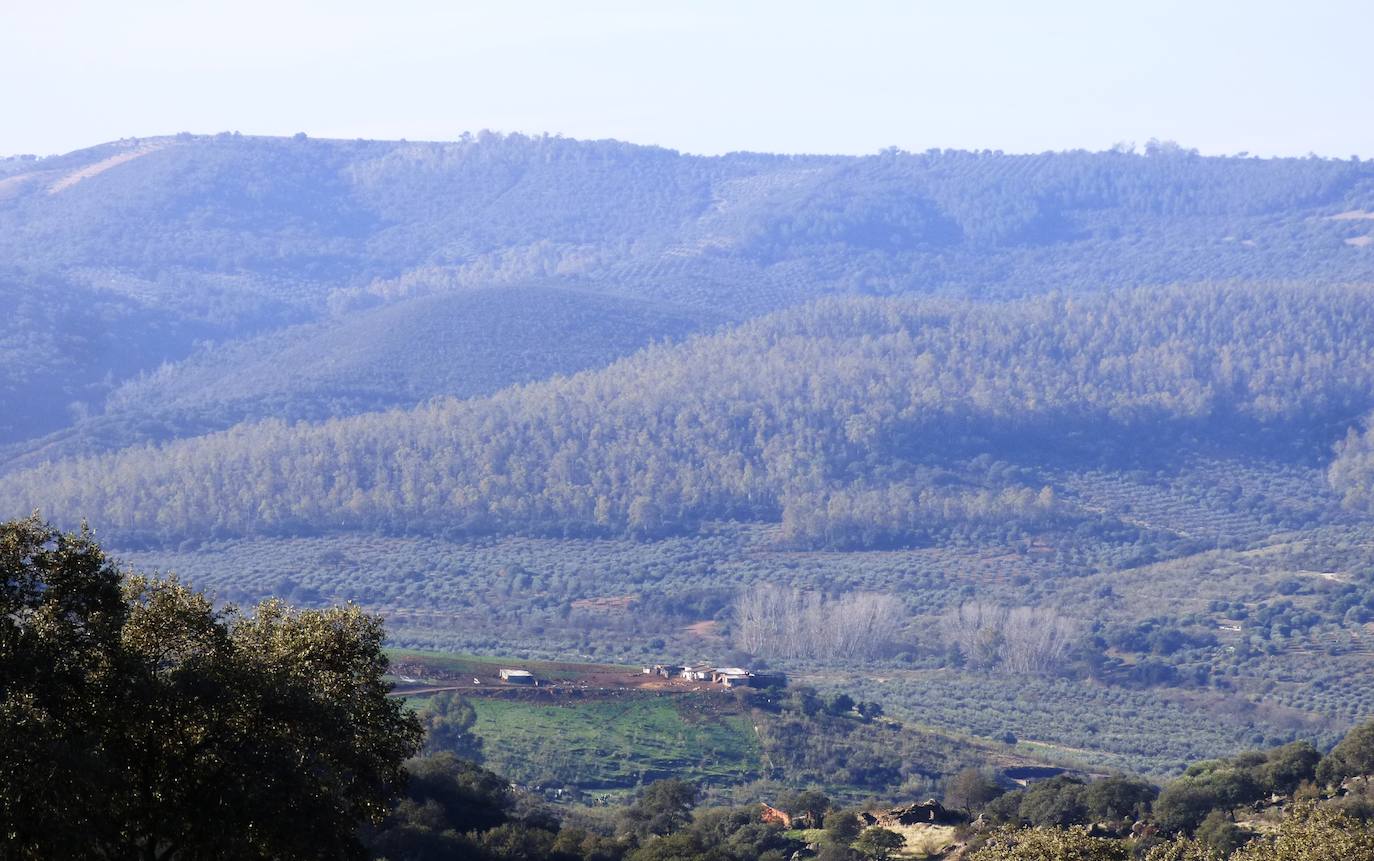 Fotos: Peraleda de San Román vive una jornada alrededor de la aceituna y el aceite de oliva