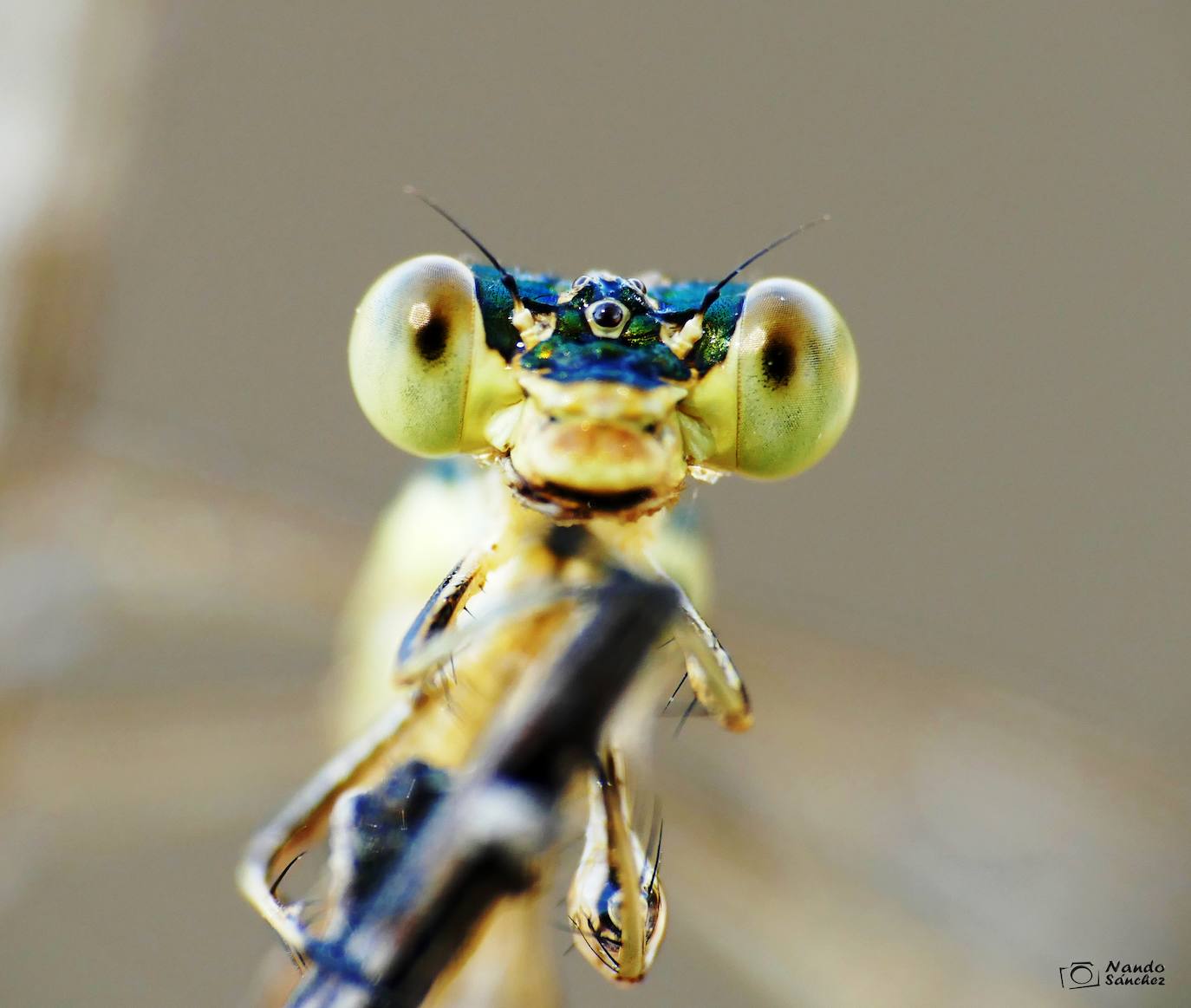 Primer plano de Lestes barbarus