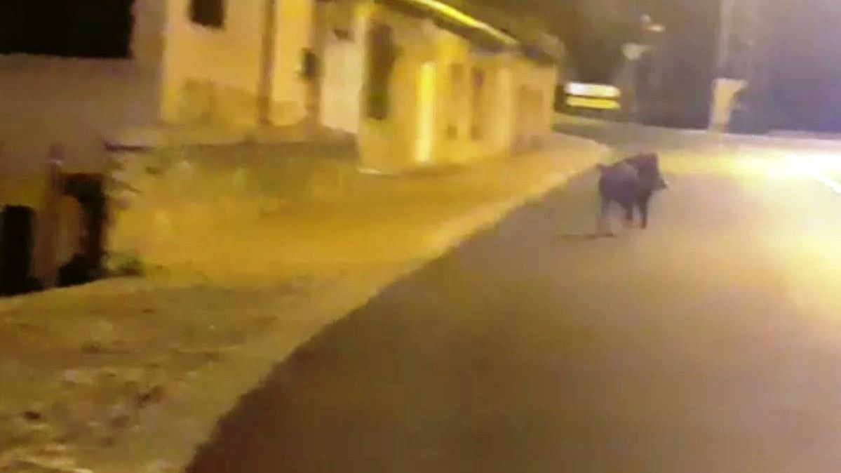 La imagen no es buena, pero se puede apreciar al jabalí paseando 