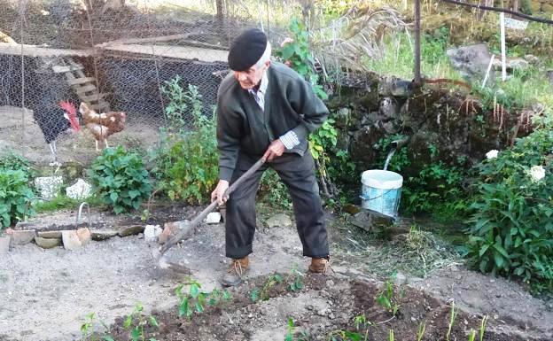Activo. Antonio cavando su huerto, ubicado cerca de su casa en Guijo 