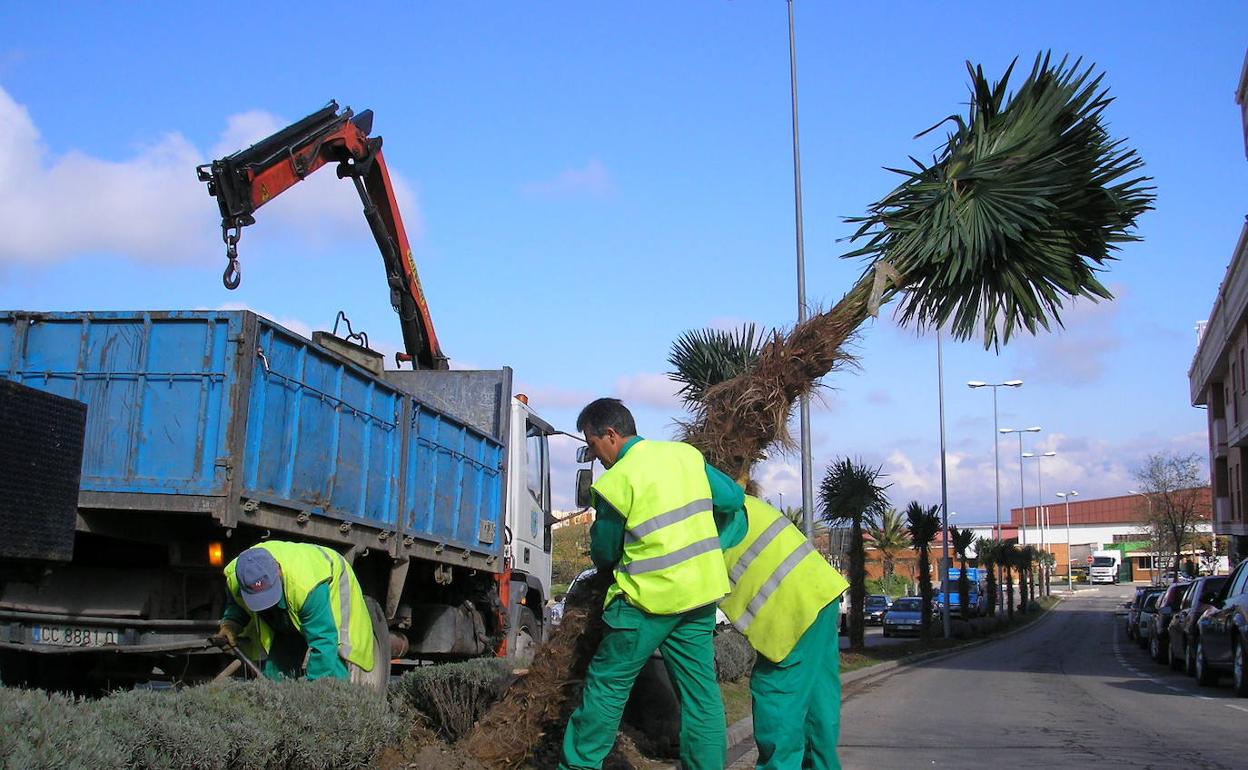 Jardineros de Navalmoral plantando palmeras