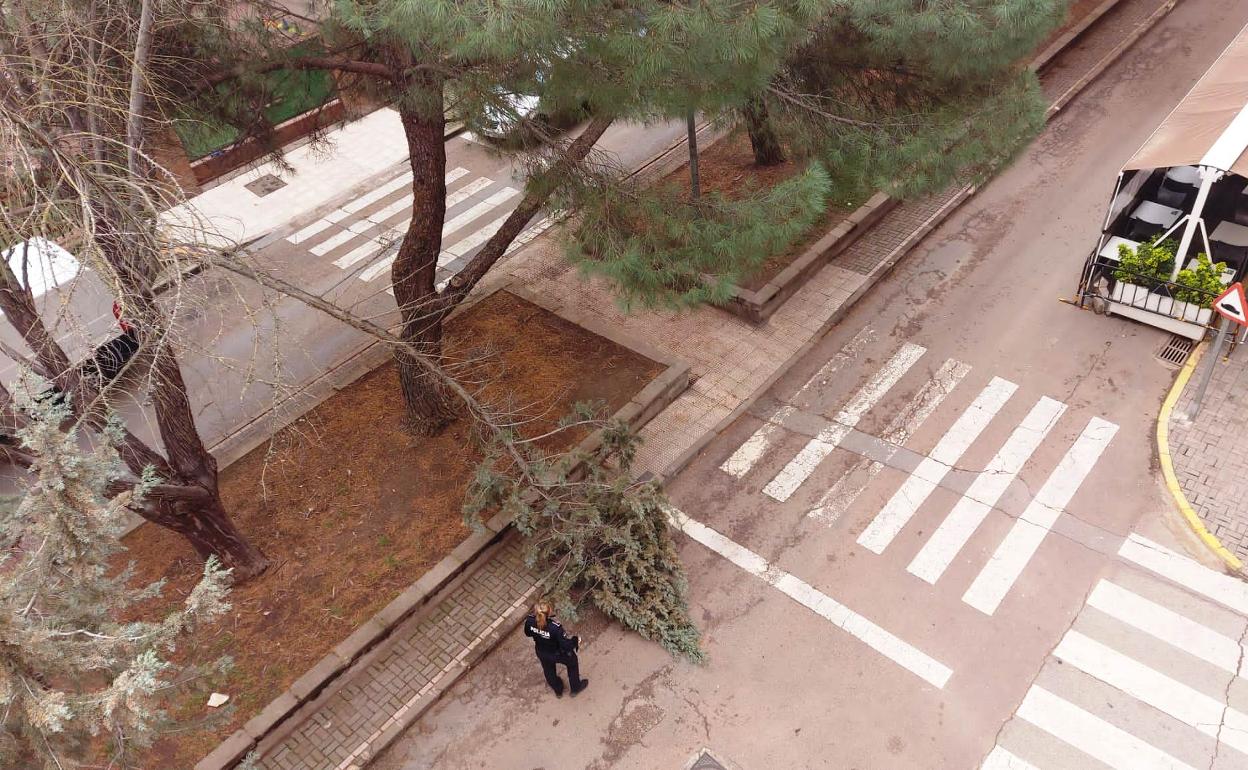 Los vecinos vienen advirtiendo del peligro de los árboles de la avenida del Magisterio 