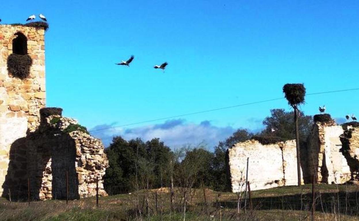 La voracidad de una plaga en el Campo Arañuelo