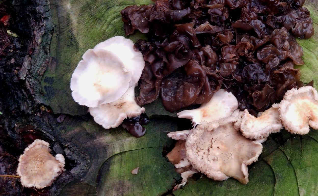 Las Jornadas Micológicas del Campo Arañuelo se reanudarán el martes con un aporte de setas y una charla