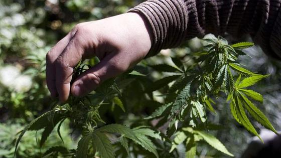 Extremadura sembrará quince hectáreas de cáñamo de forma experimental