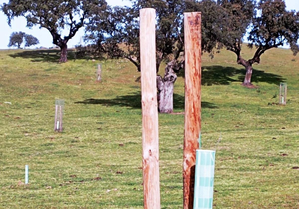 Denuncian el robo de 80 mallazos en la dehesa boyal de Belvís de Monroy