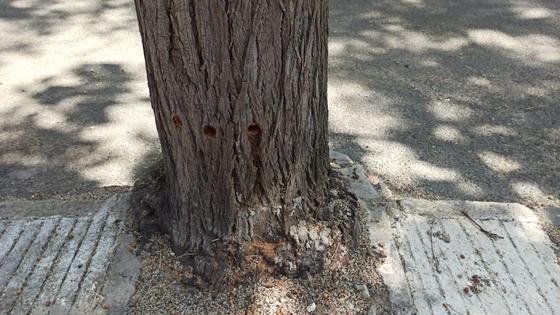 Árboles urbanos y la justicia por mano propia