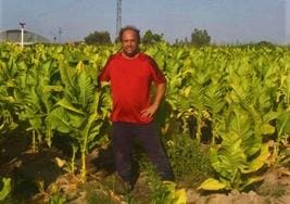 Higinio Ávila entre plantas de tabaco