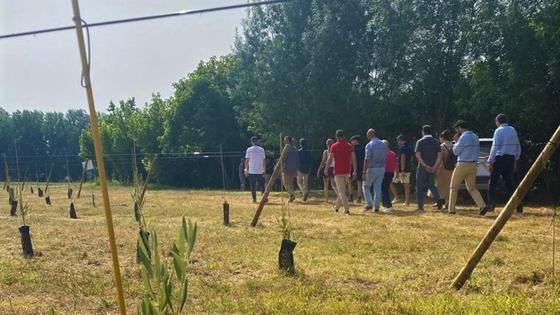 La evolución del olivar pasa por las producciones en seto, de más de 1.500 plantas por hectárea