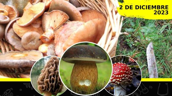Belvís celebrará el sábado sus I Jornadas Micológicas