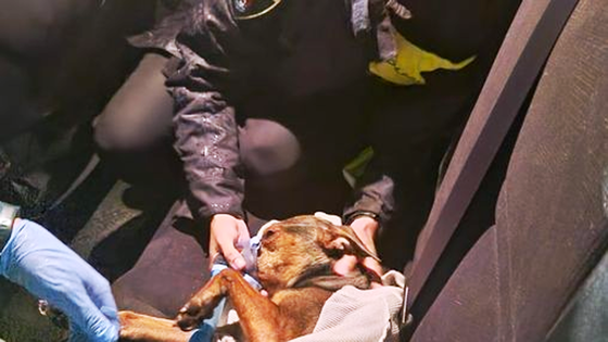 La Policía Local de Talayuela salva la vida a un perro en un incendio, en el que murió otro can