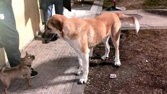 ¿Quién debe hacerse cargo de los perros abandonados que deambulan por las calles?