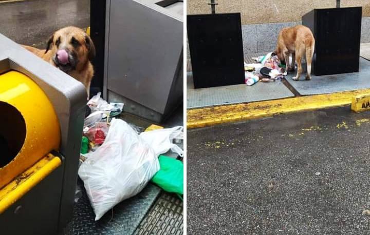 Imagen en las redes sociales del mastín entre los contenedores