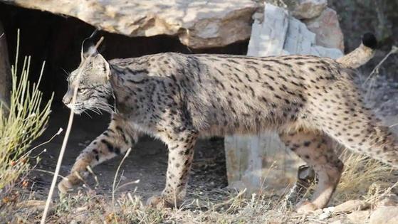Arjabor estudia que el lince contribuya al desarrollo de la zona