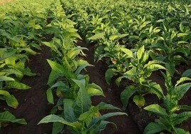 Plantación tabaquera en la comarca de la Vera