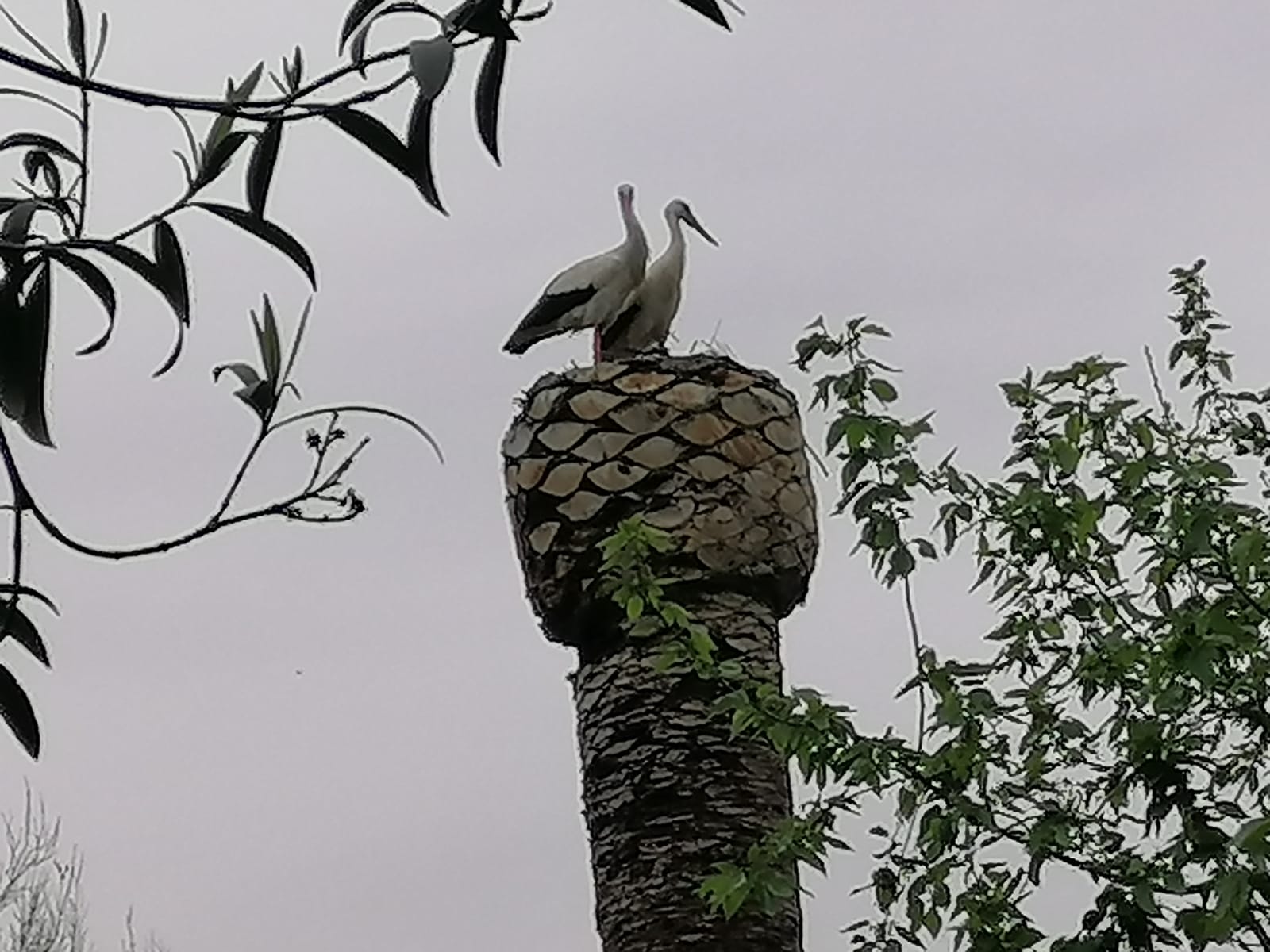 Cigüeñas sobre una palmera desmochada en el parque municipal