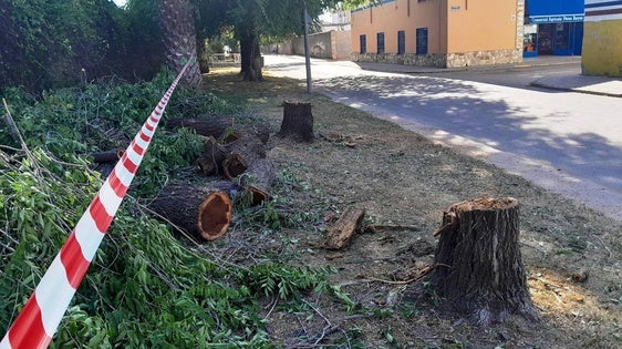 Empiezan a talarse los árboles de la calle Cartagena