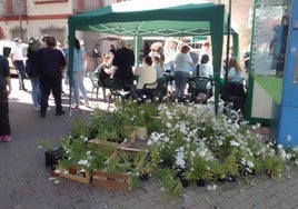 Las plantas volverán al Jardincillo