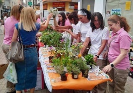 Las plantas listas para ser entregadas