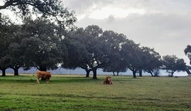 Las plantas supondrán una inversión de 10,5 millones de euros.