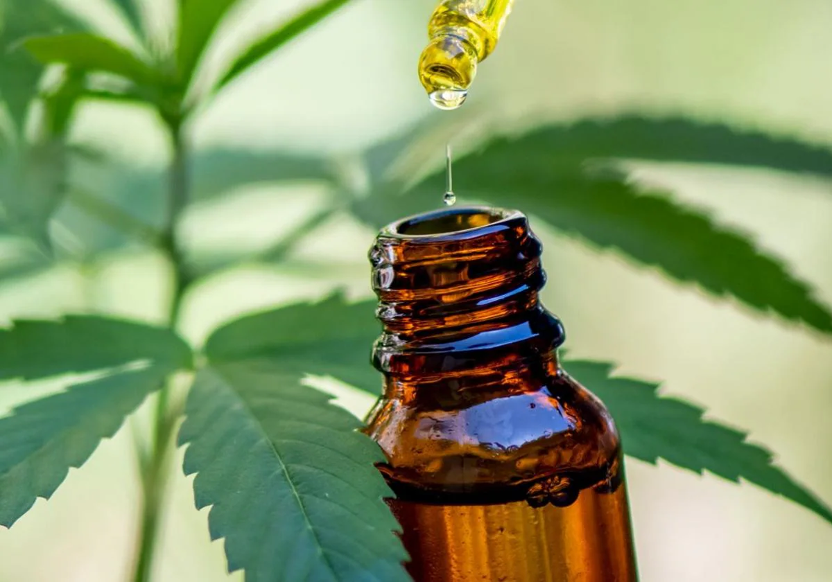 La Junta declara proyecto de interés autonómico la producción de cannabis medicinal en Navalmoral