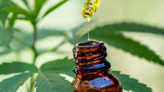 La Junta declara proyecto de interés autonómico la producción de cannabis medicinal en Navalmoral
