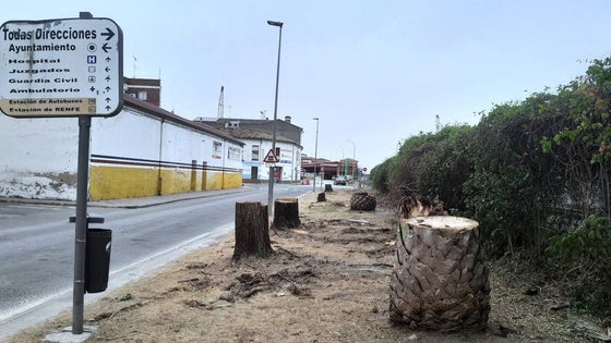 No al Muro pide «triplicar» los 150 árboles talados por las obras del tren