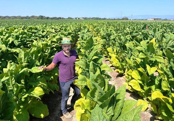 Álvaro Sánchez entre el cultivo del tabaco