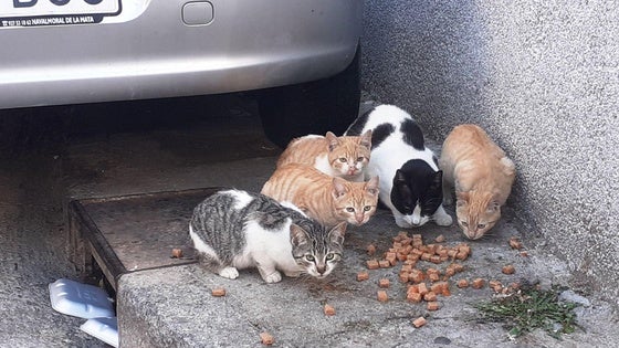La gestión de animales abandonados sale a concurso por 60.000 euros