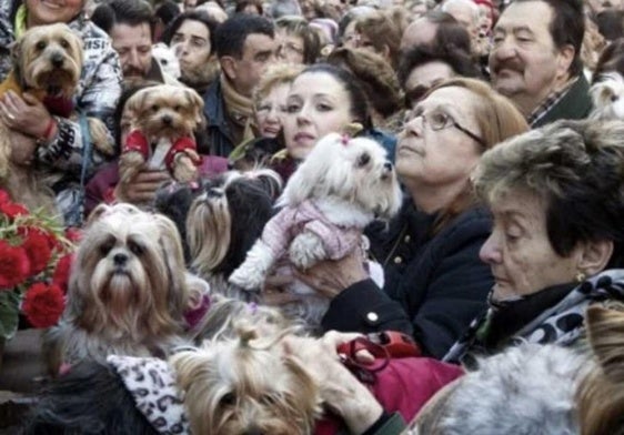 Bendición de animales por la festividad de San Antón